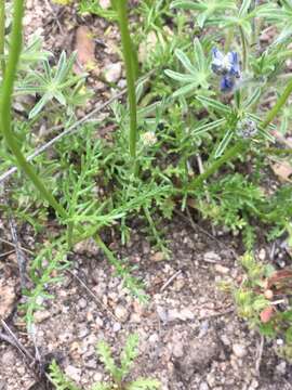 Image of bluehead gilia