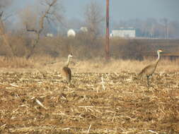 Image of Sandhill Crane