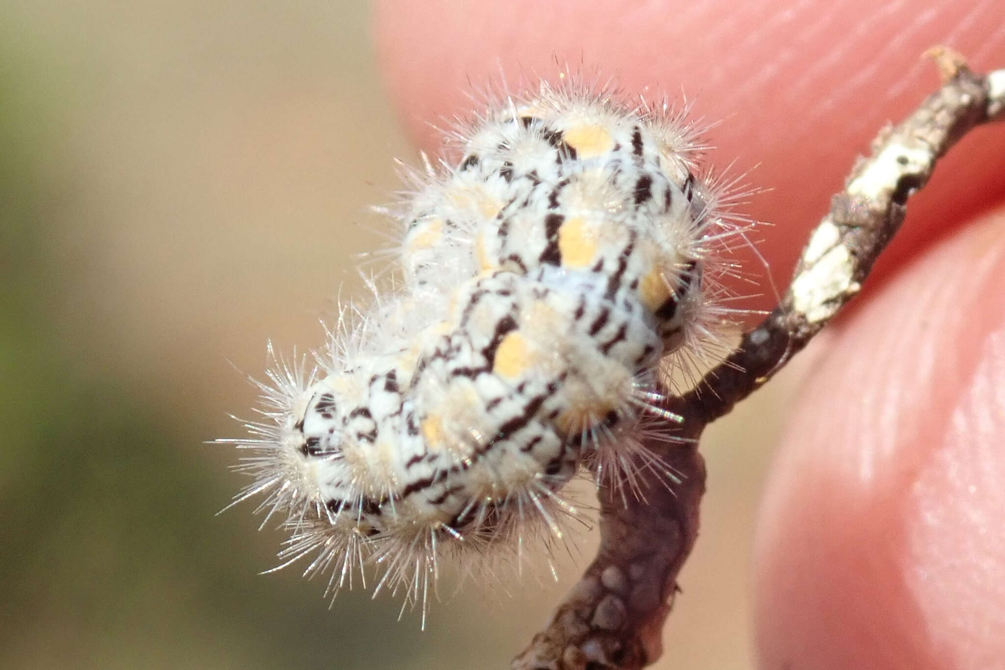 Image of Eilema palliatella (Scopoli 1763)