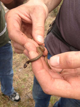 Image of Florida brown snake