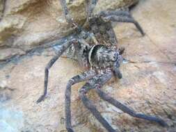 Image of Heteropoda jugulans (L. Koch 1876)