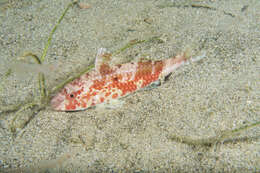 Image of Cinnabar goatfish