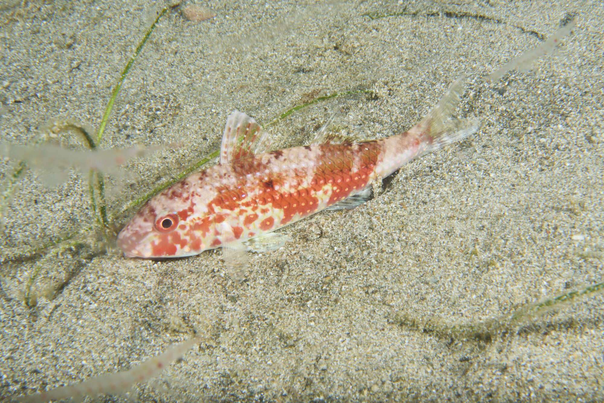 Image of Cinnabar goatfish