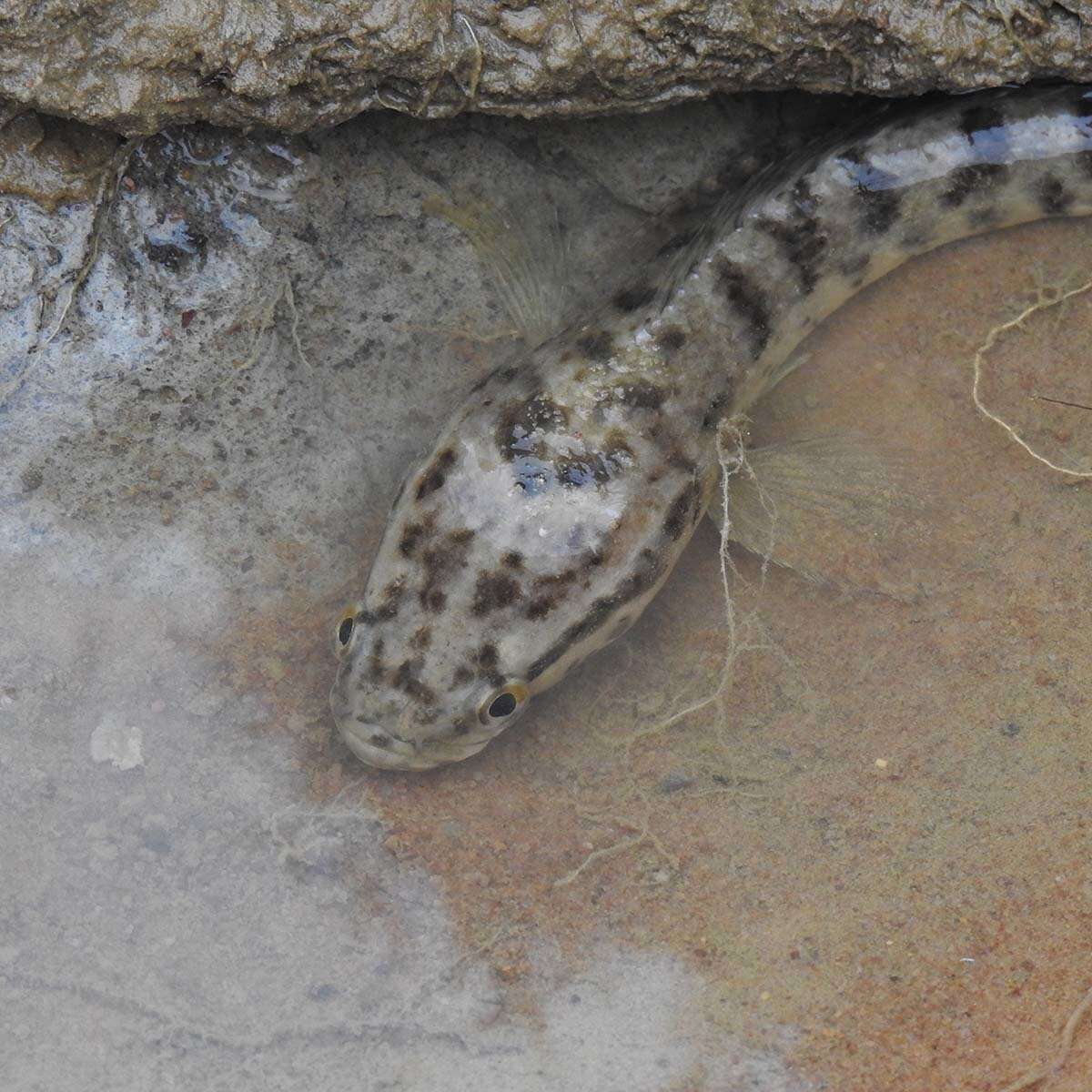 Image of Spotted snakehead