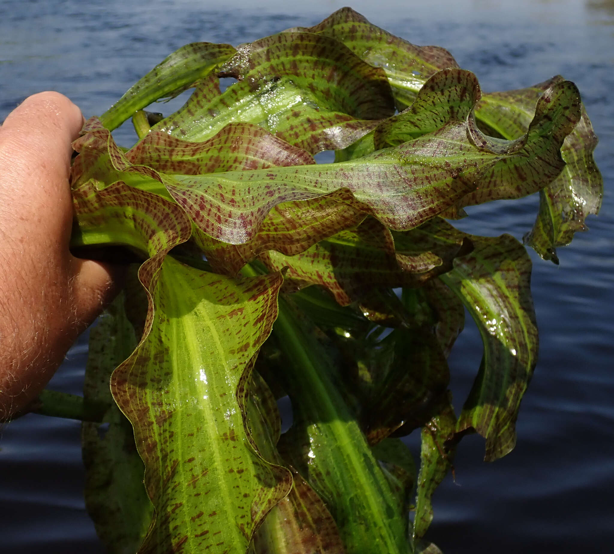 Image of Ottelia ulvifolia (Planch.) Walp.