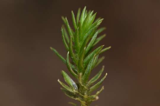 Image of contorted pogonatum moss