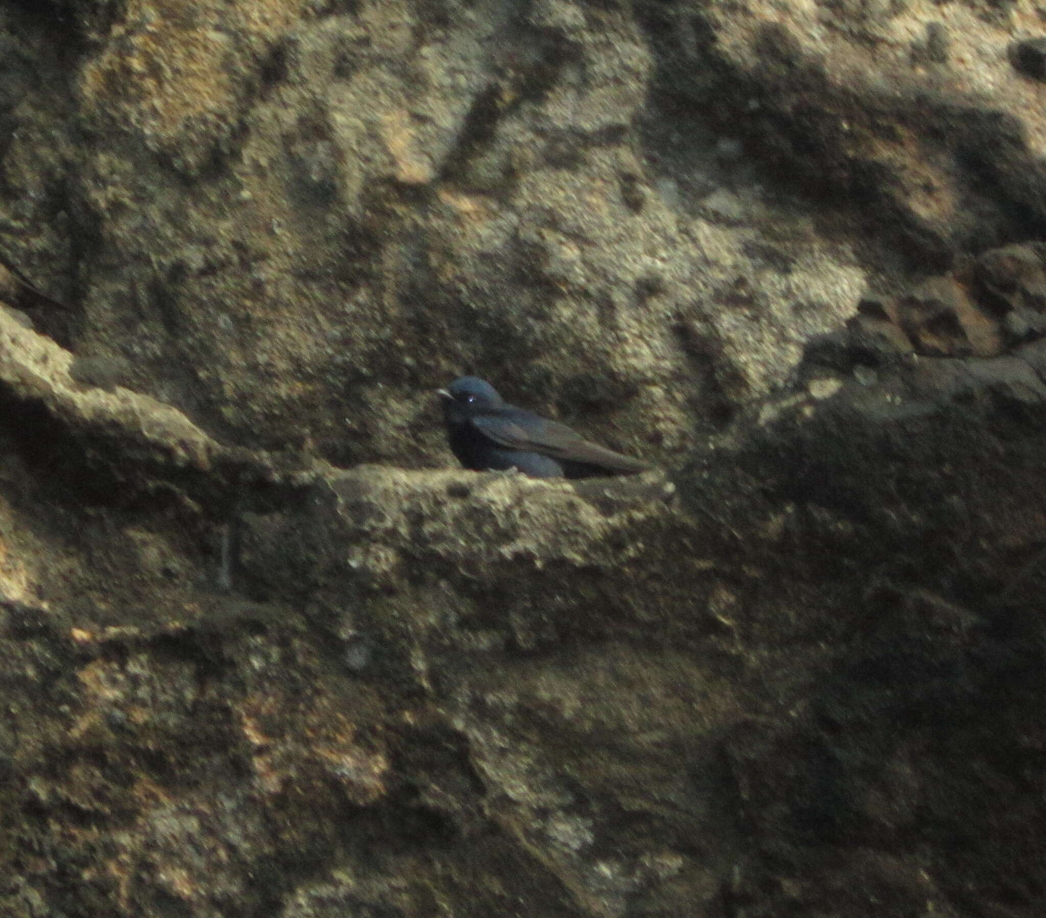 Image of Galapagos Martin