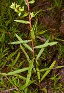 Imagem de Oenothera heterophylla subsp. orientalis W. Dietrich, P. H. Raven & W. L. Wagner