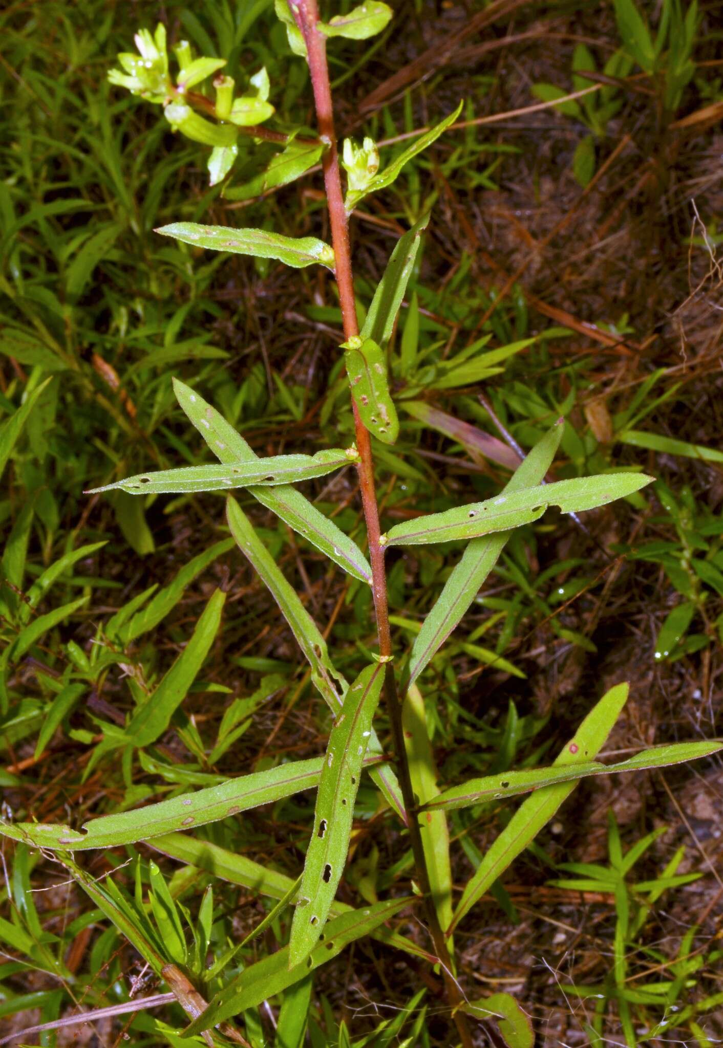 Sivun Oenothera heterophylla subsp. orientalis W. Dietrich, P. H. Raven & W. L. Wagner kuva