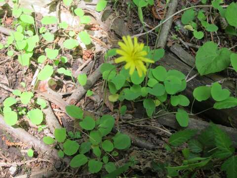 Image of creeping lettuce