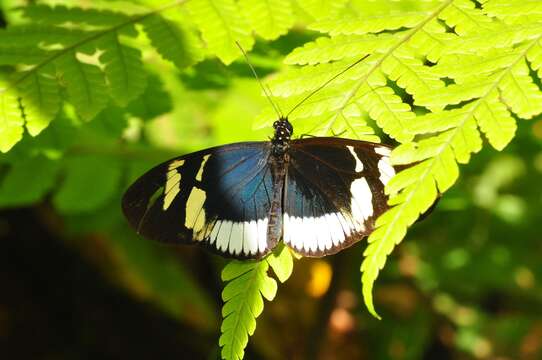 Image of Heliconius cydno cydnides Staudinger (1885)