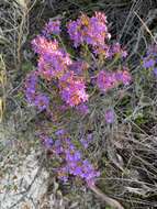 Image de Calytrix leschenaultii (Schauer) Benth.