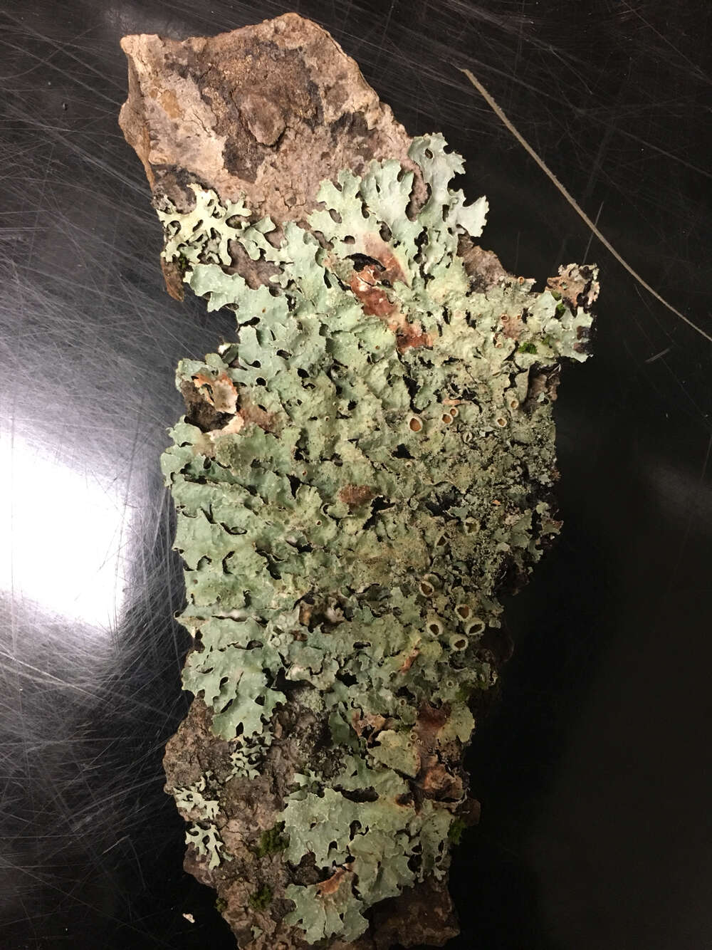 Image of shield lichen