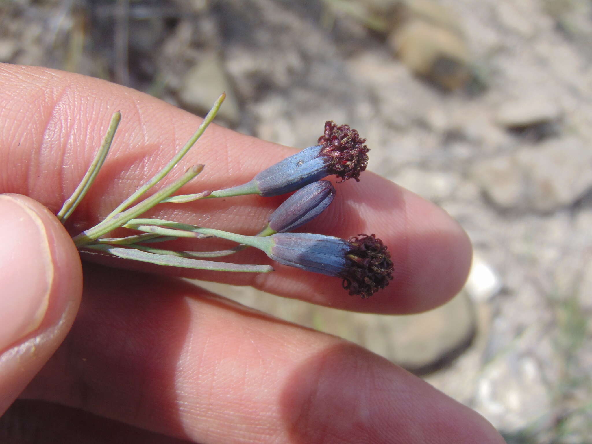 Image of Porophyllum linaria (Cav.) DC.