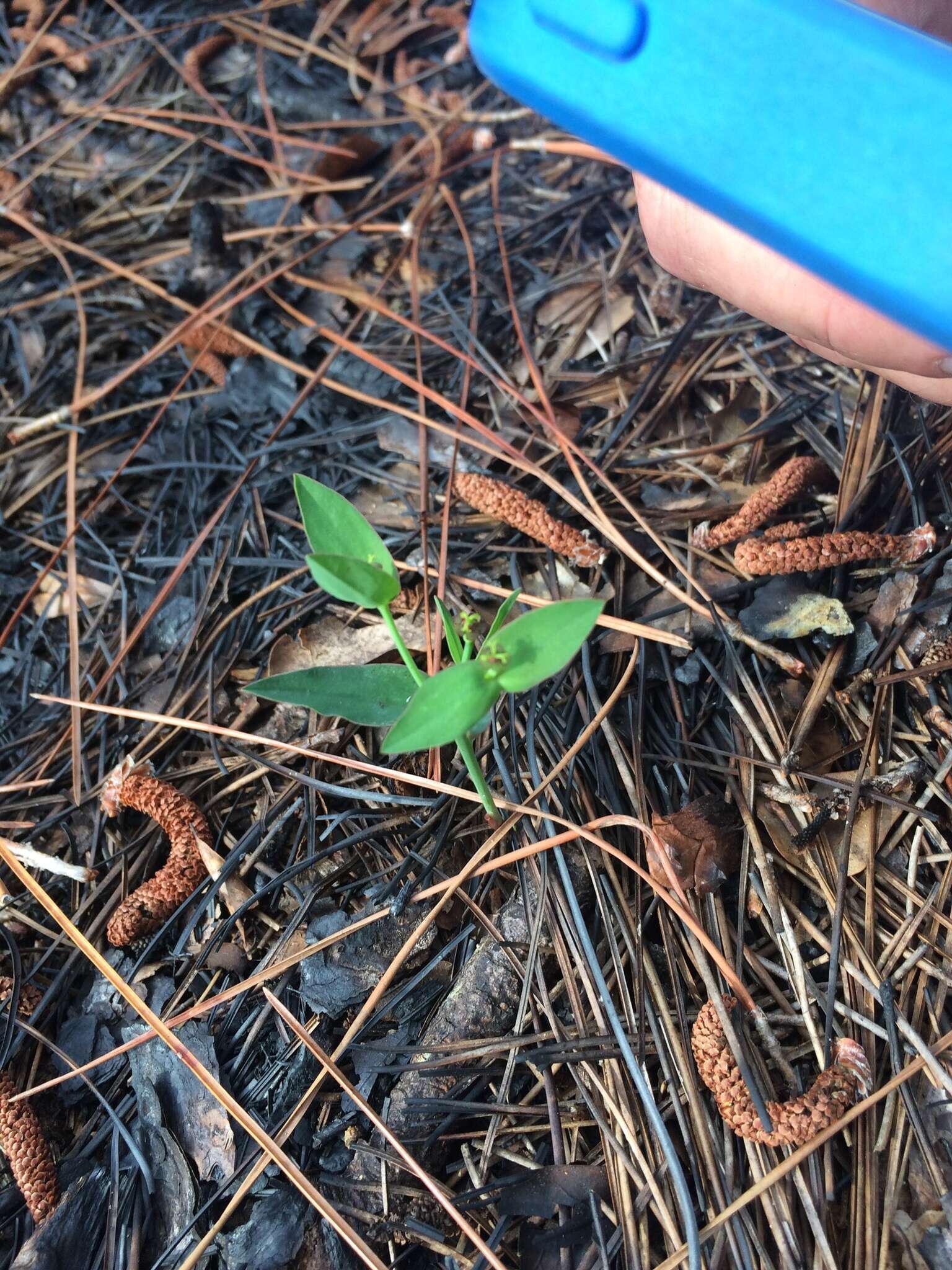 Euphorbia inundata var. inundata resmi