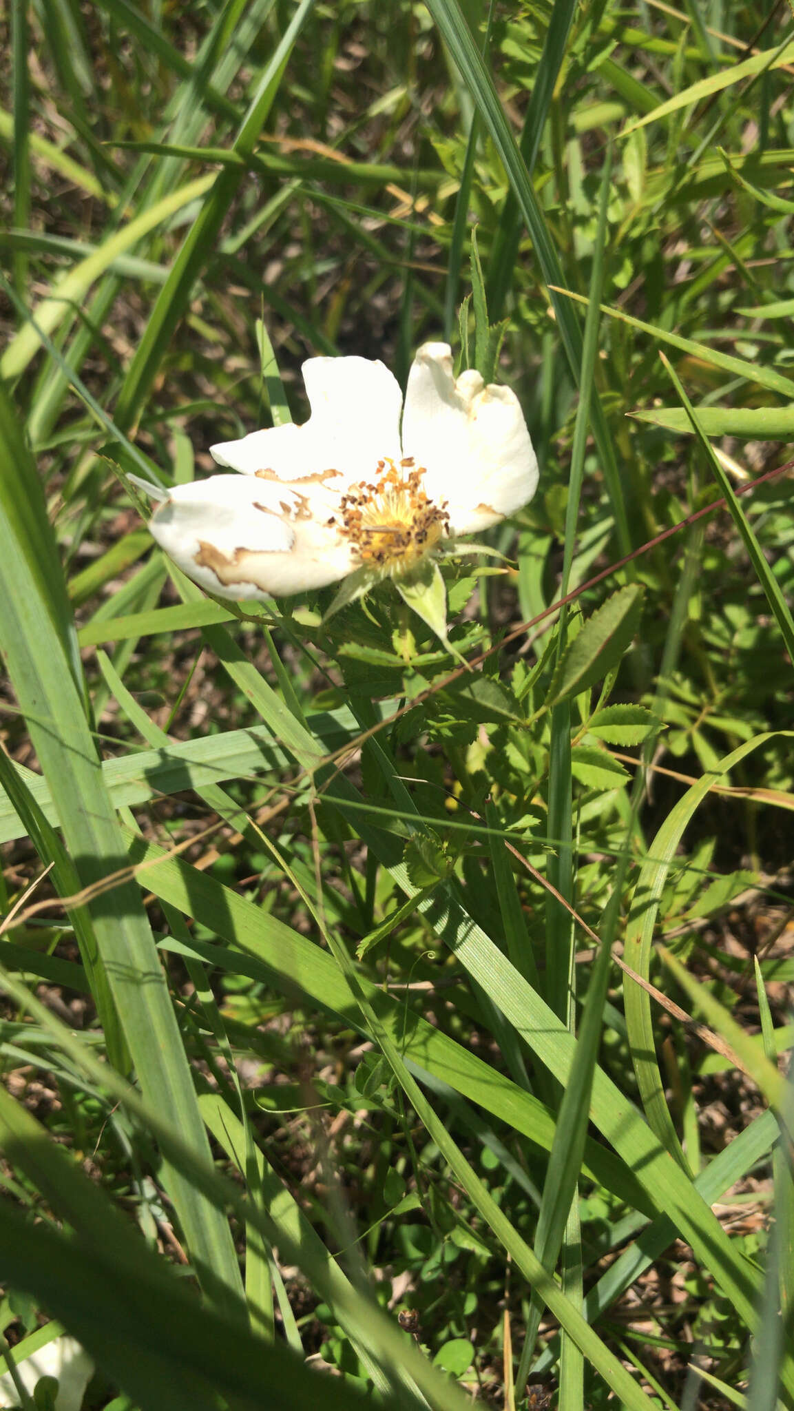 Image of white prairie rose