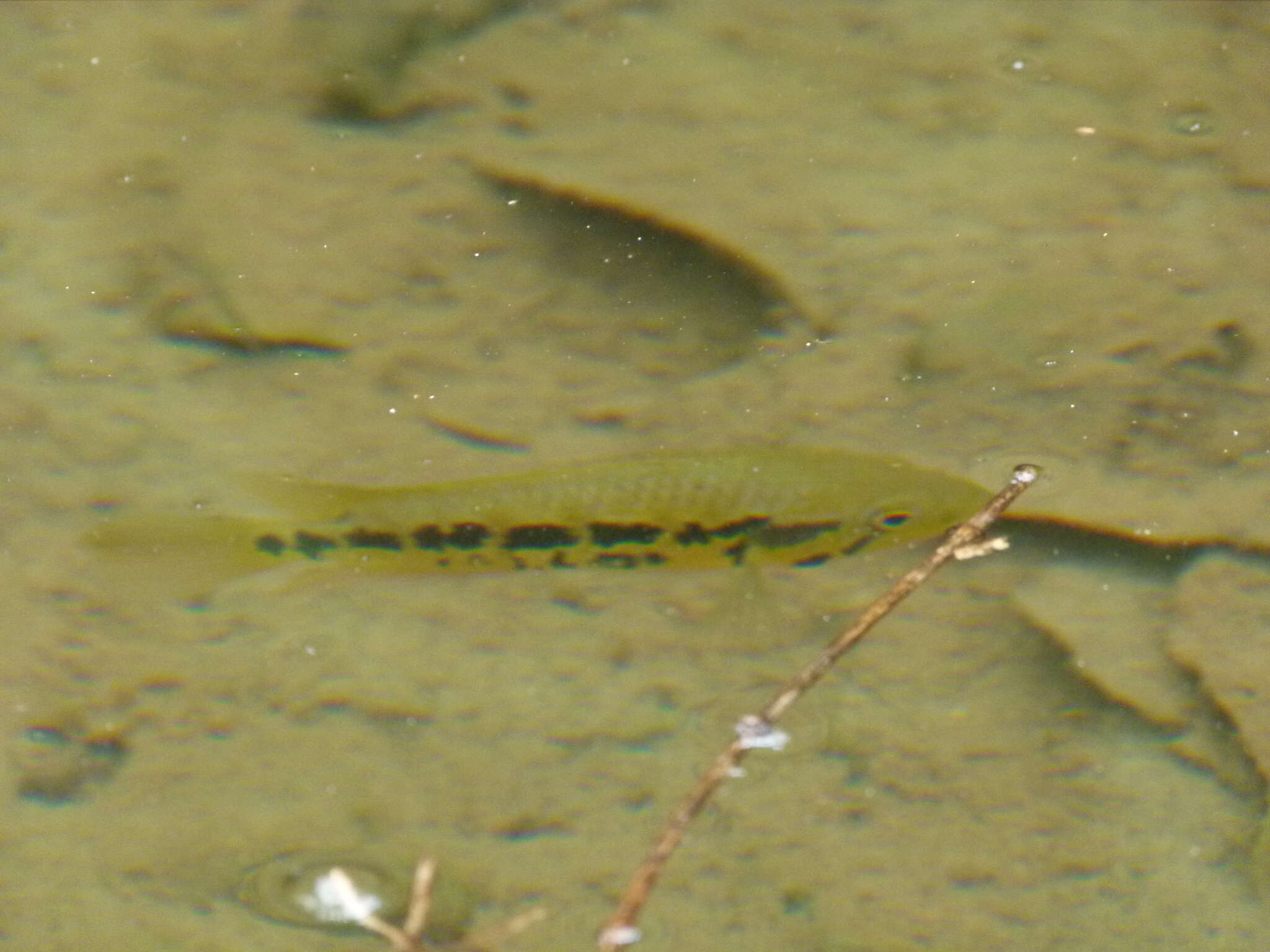 Image of Monarch Cichlid