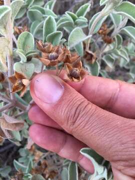 Imagem de Cistus parviflorus Lam.