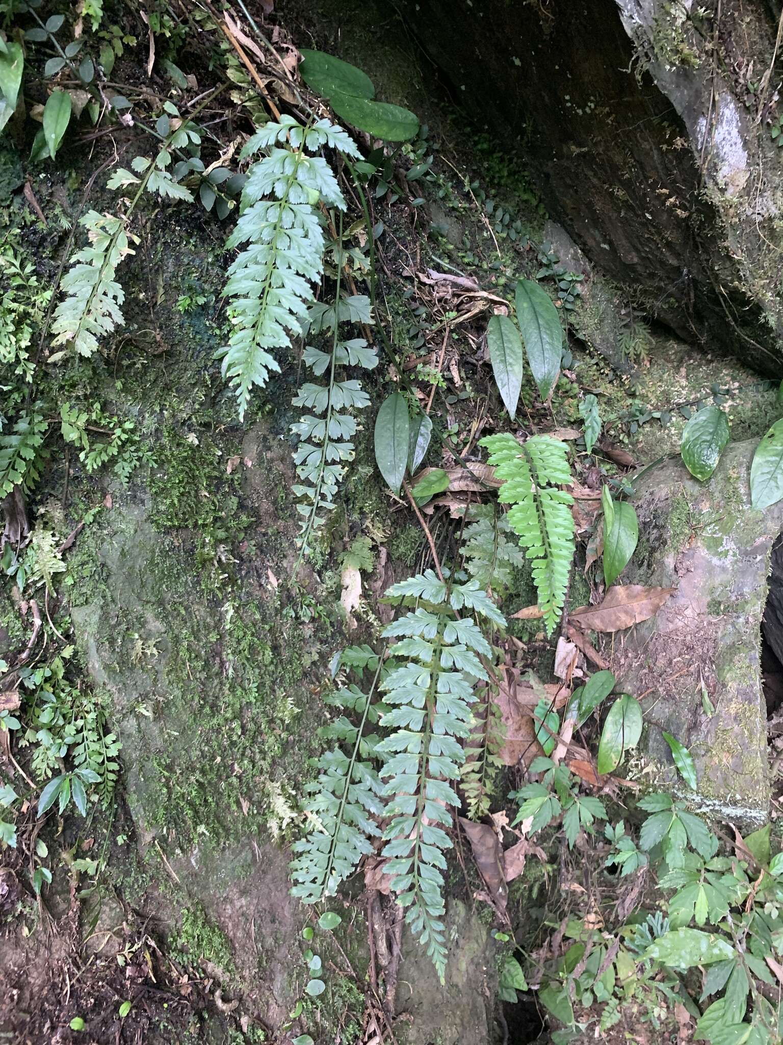 Image of Asplenium cuneatiforme Christ