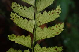 Polystichum hancockii (Hance) Diels resmi