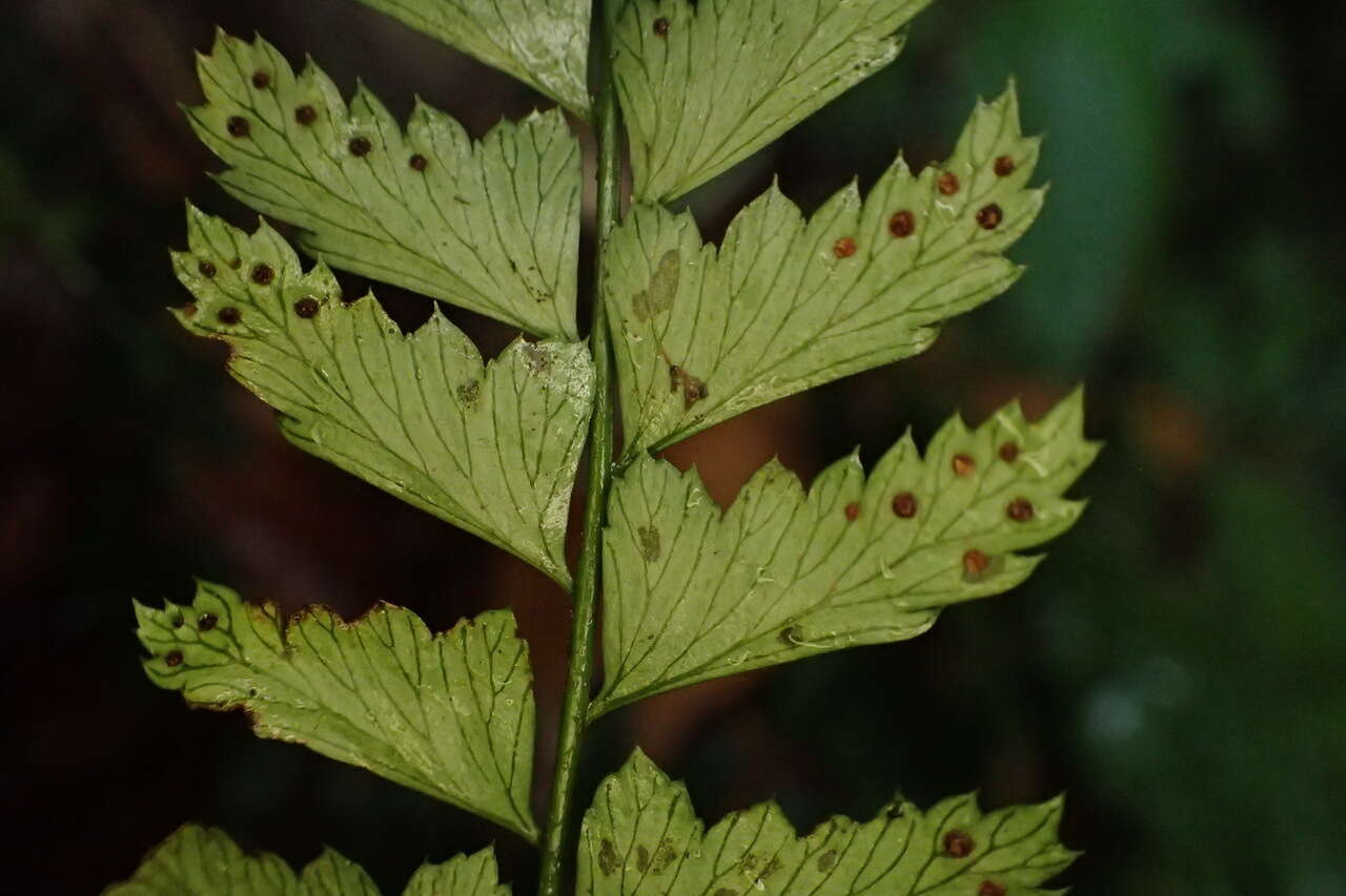 Plancia ëd Polystichum hancockii (Hance) Diels