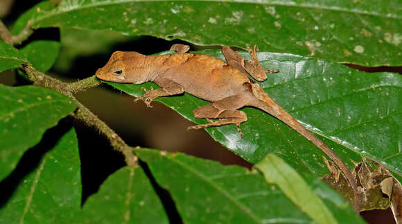 Image of Anolis chrysolepis Duméril & Bibron 1837