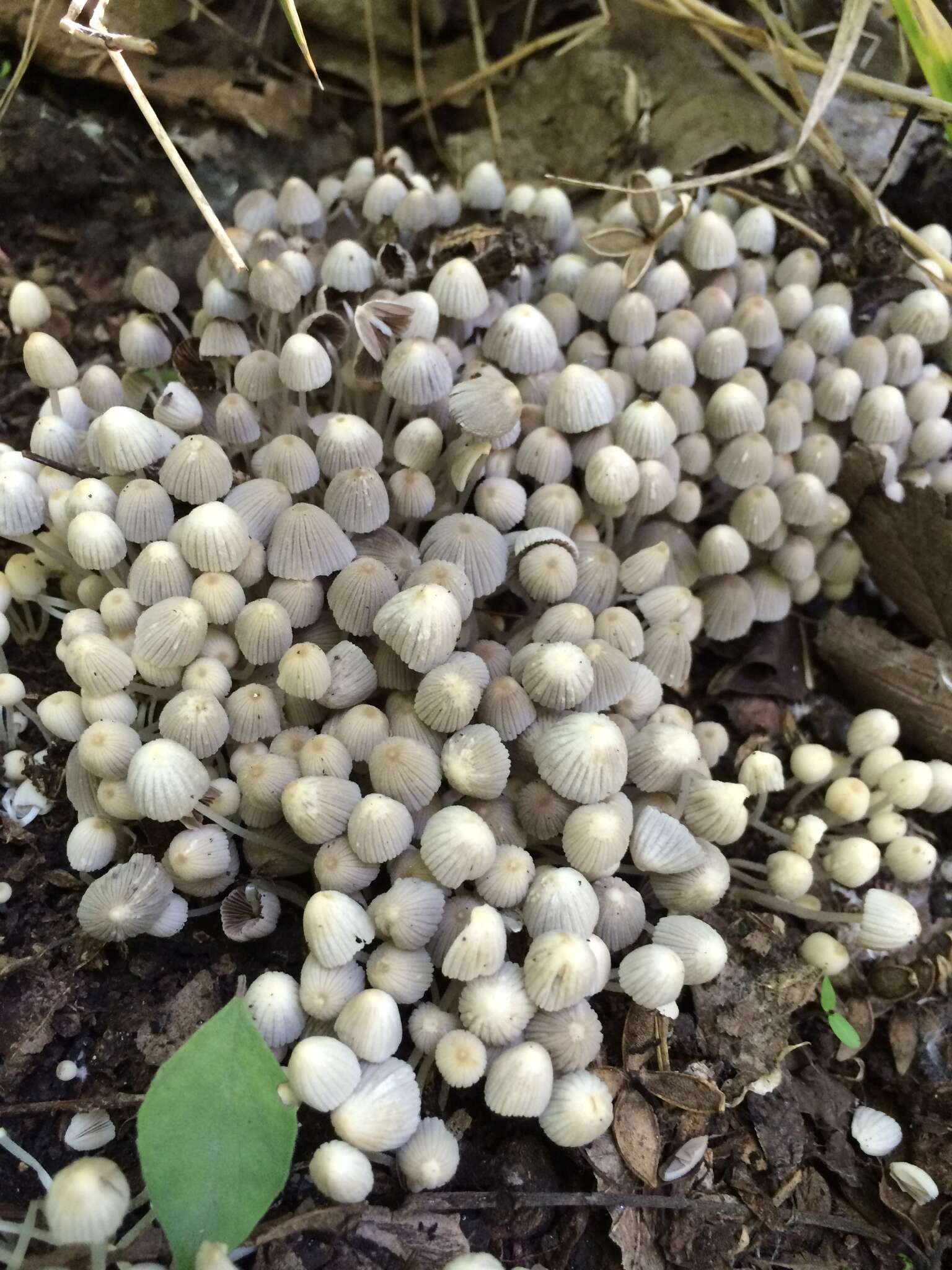 Image of Trooping Inkcaps