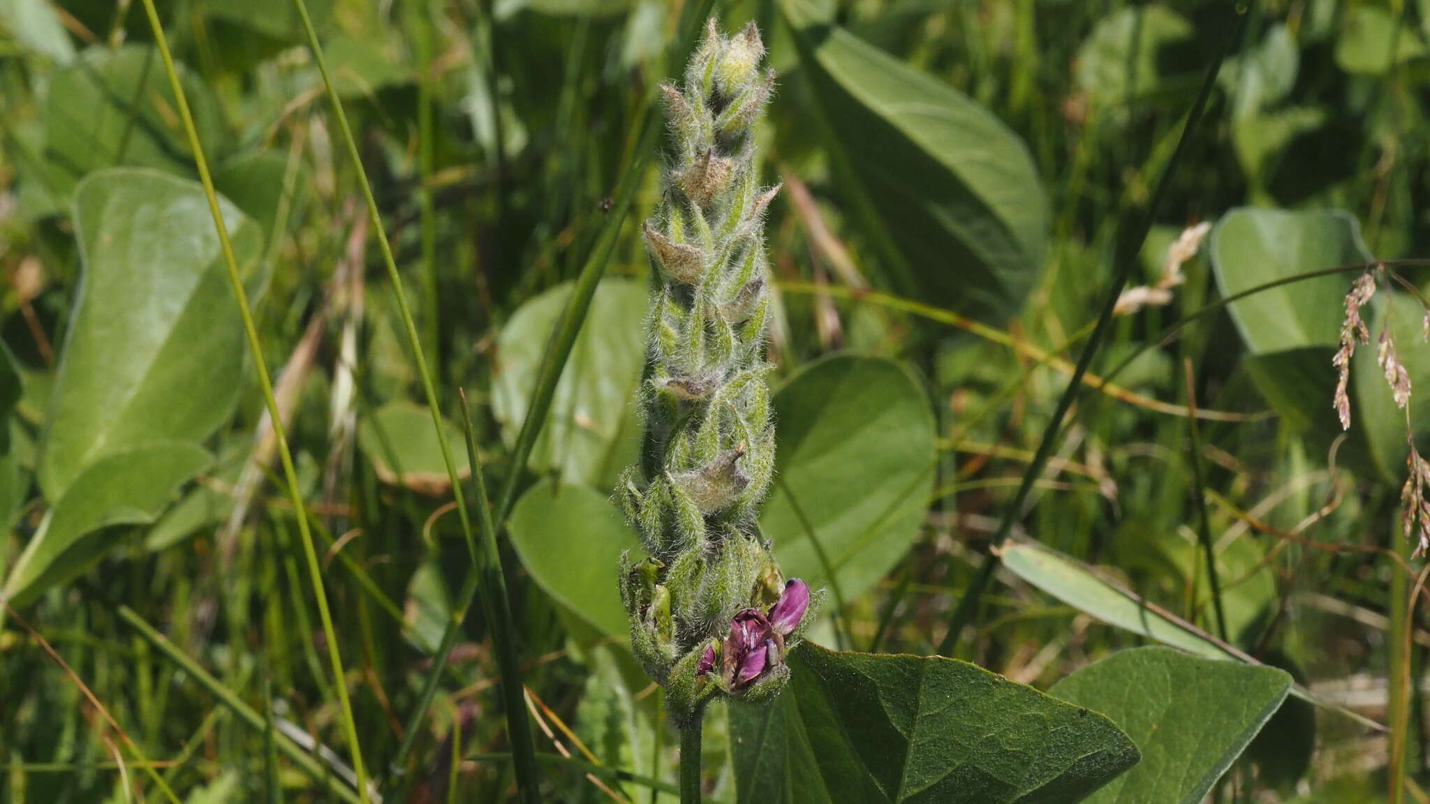 Plancia ëd Hoita orbicularis (Lindl.) Rydb.