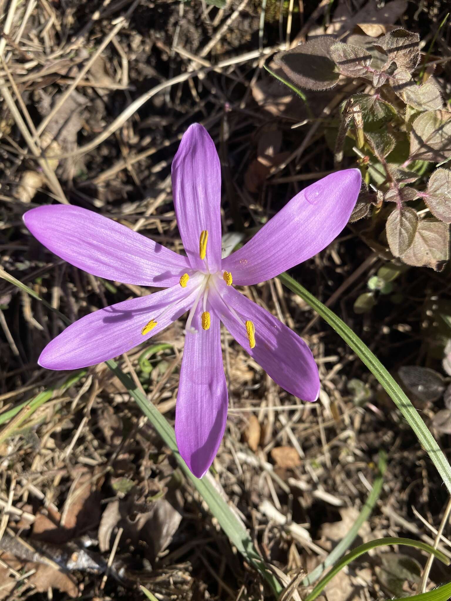 Image of Colchicum bulbocodium Ker Gawl.