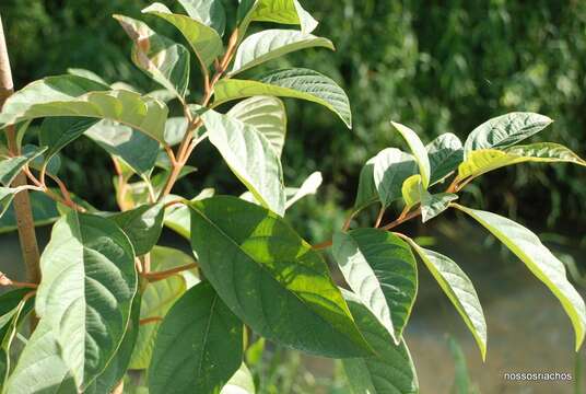 Image of Citharexylum myrianthum Cham.