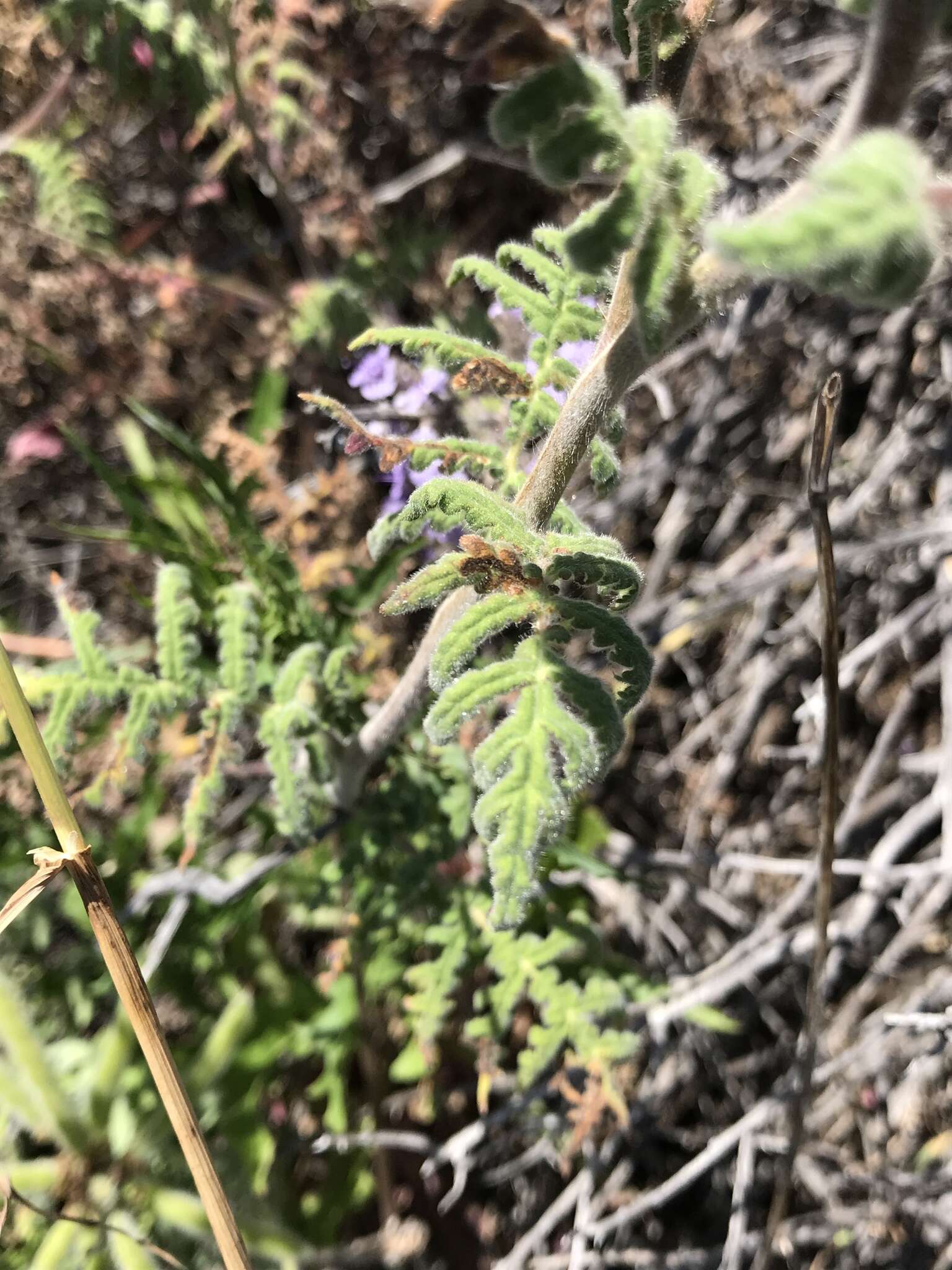 Imagem de Phacelia floribunda Greene