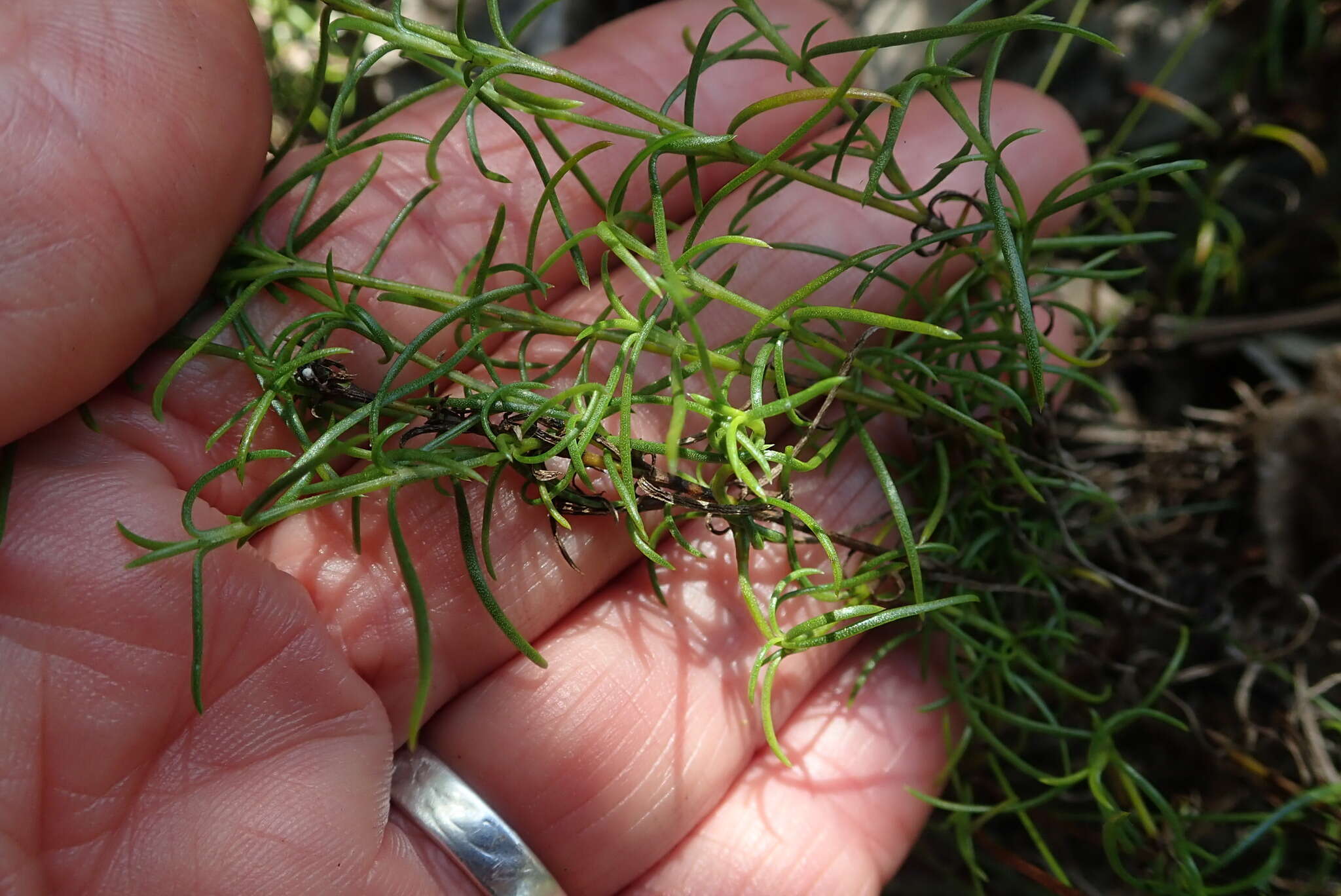 Image of Wahlenbergia thunbergii (Schult.) B. Nord.