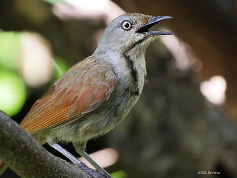 Image of Collared Palm Thrush