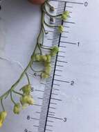 Image of Rogers Pass bladderpod