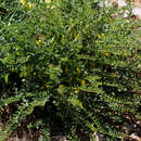 Image of Astragalus pinetorum Boiss.