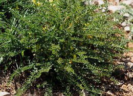 Image of Astragalus pinetorum Boiss.