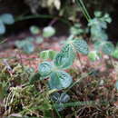 Image of Oxalis griffithii subsp. taimonii