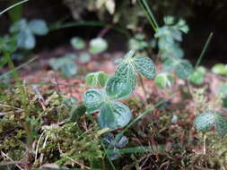 Image of Oxalis griffithii subsp. taimonii