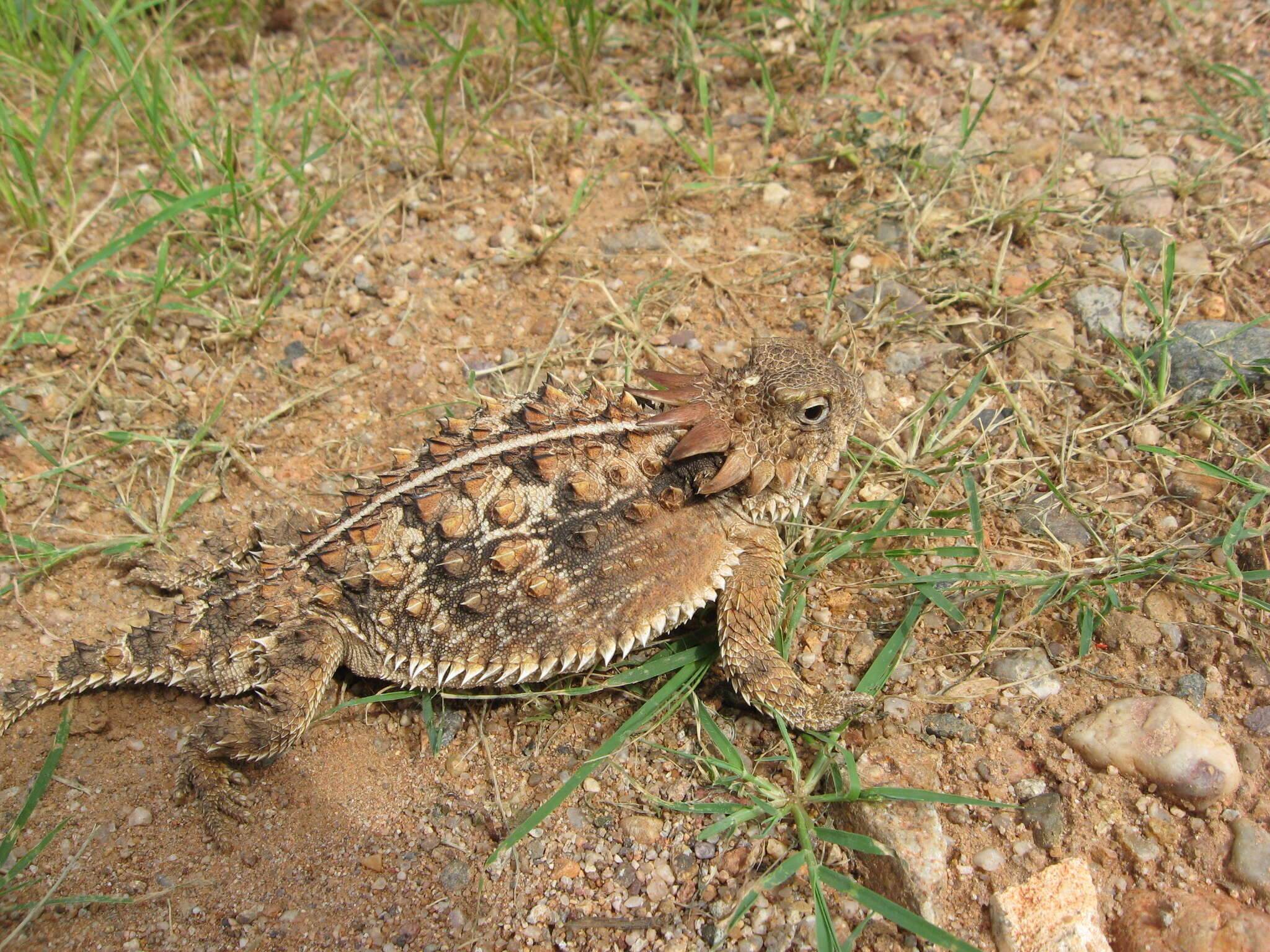 Sivun Phrynosoma solare Gray 1845 kuva