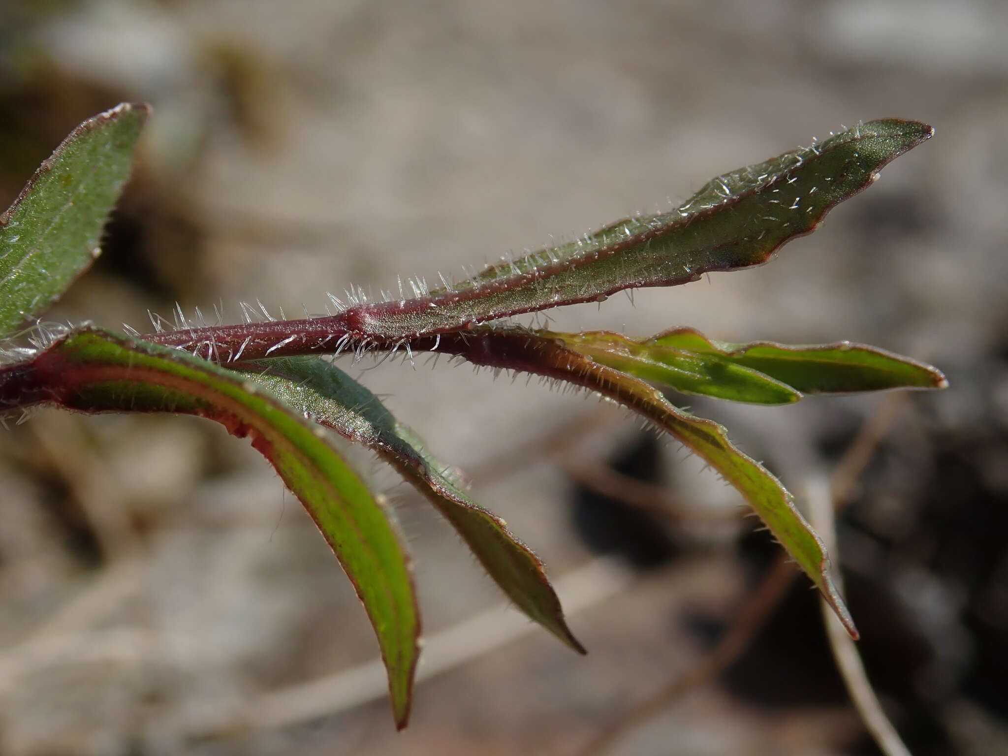 Image of Wahlenbergia rupestris G. Simpson