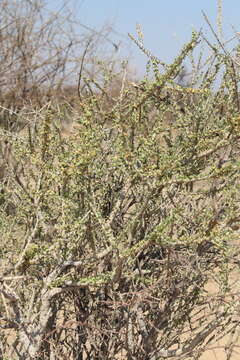 Image of Boscia foetida subsp. foetida