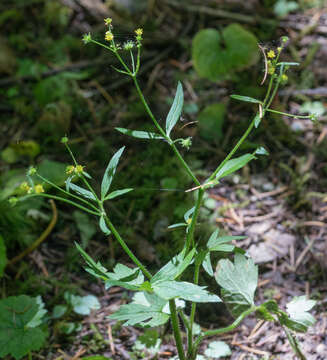 Image of woodland buttercup