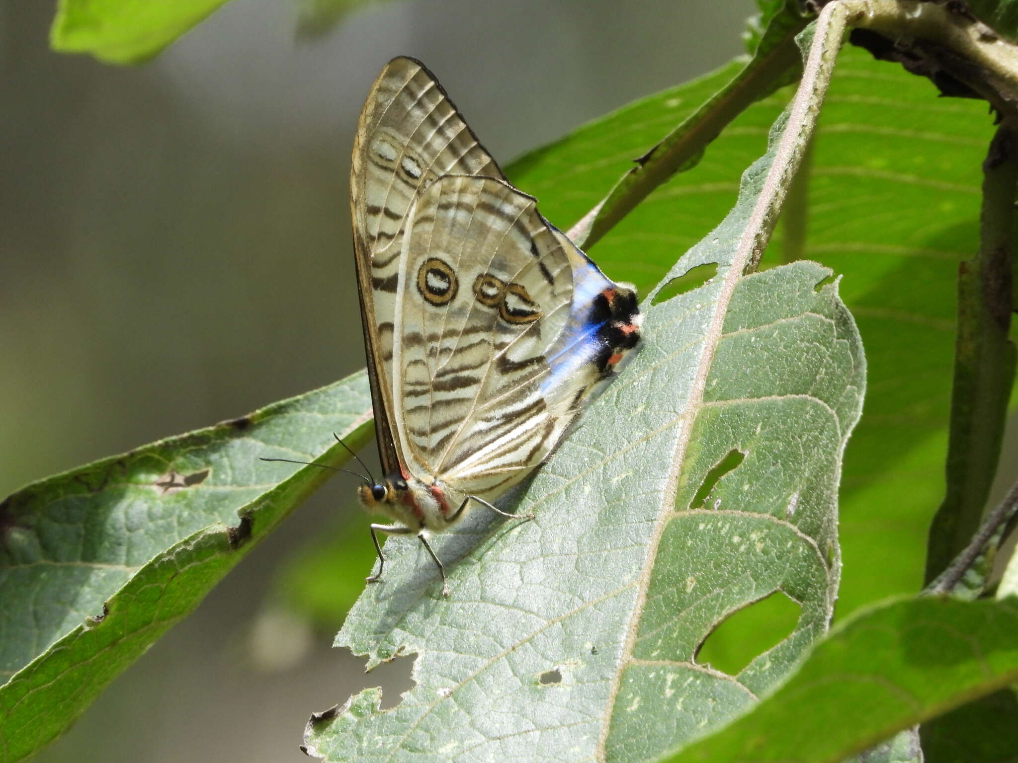 صورة Morpho sulkowskyi Kollar 1850