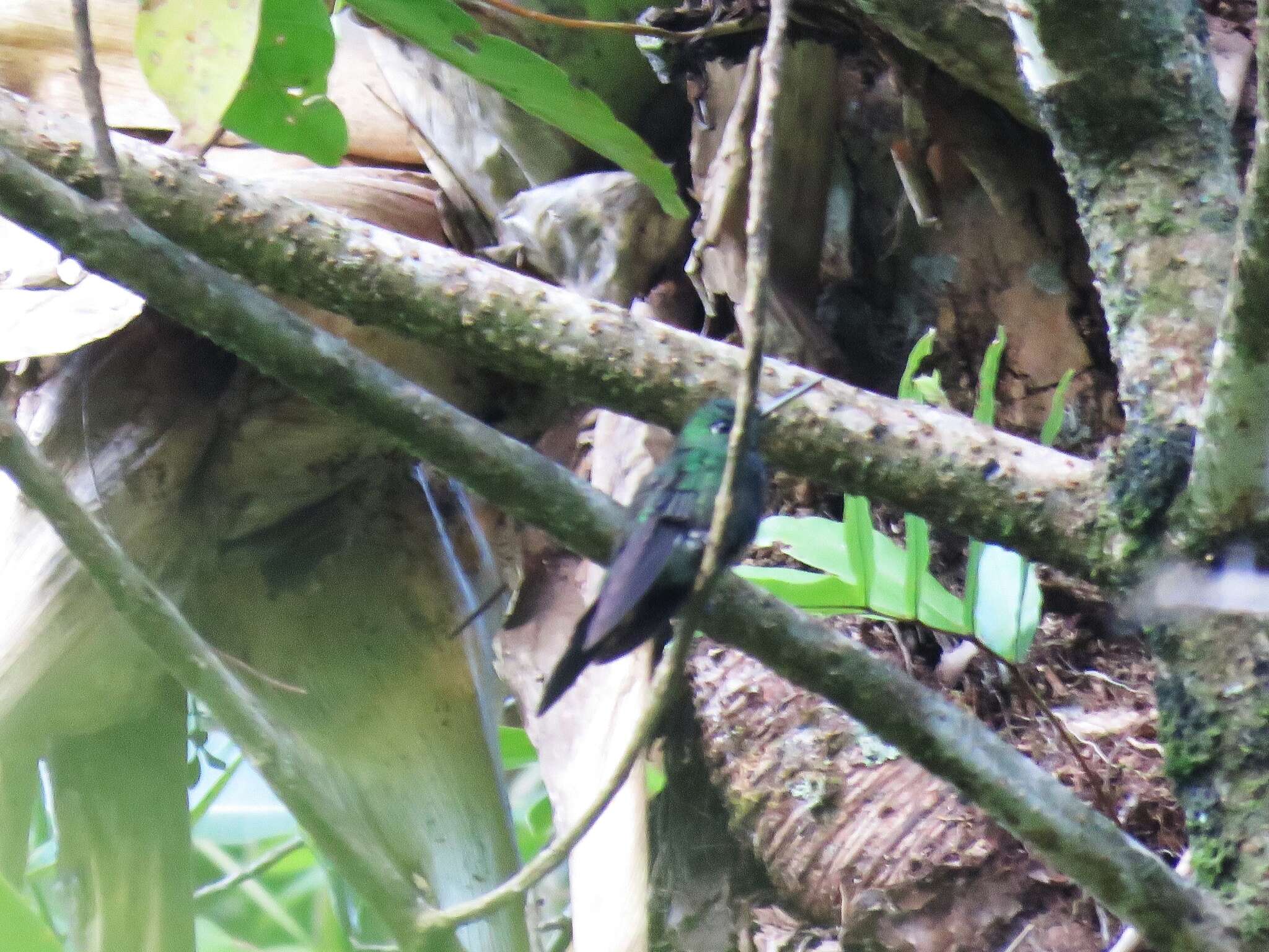 Image of Steely-vented Hummingbird