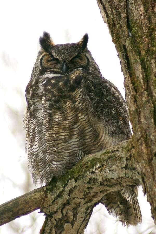 Image of Bubo virginianus heterocnemis (Oberholser 1904)