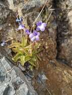 Image of Pinguicula longifolia subsp. reichenbachiana (Schindler) Casper