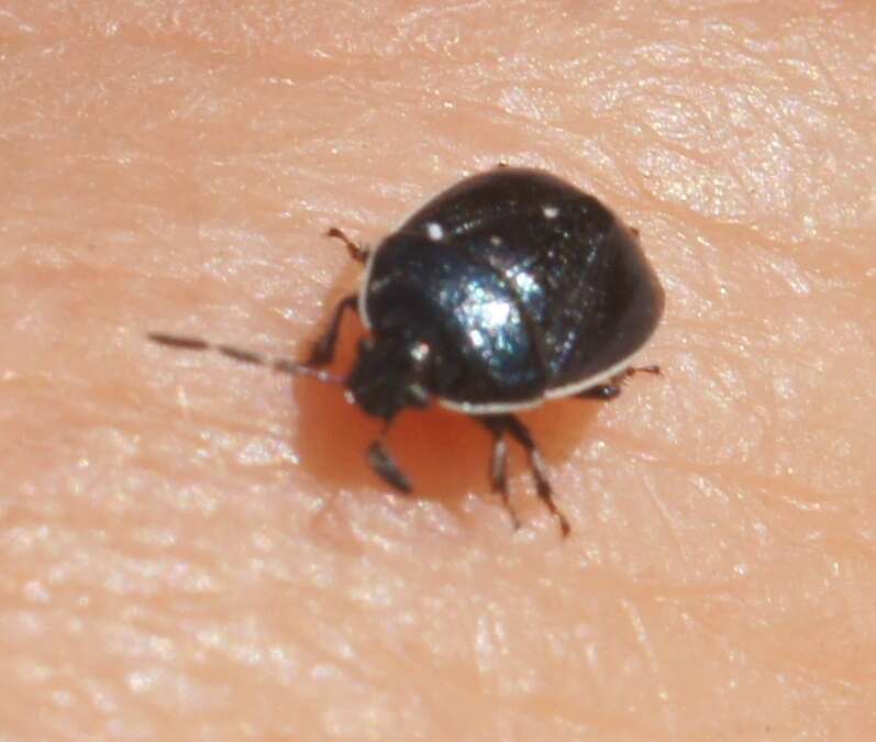 Image of White-margined Burrower Bug