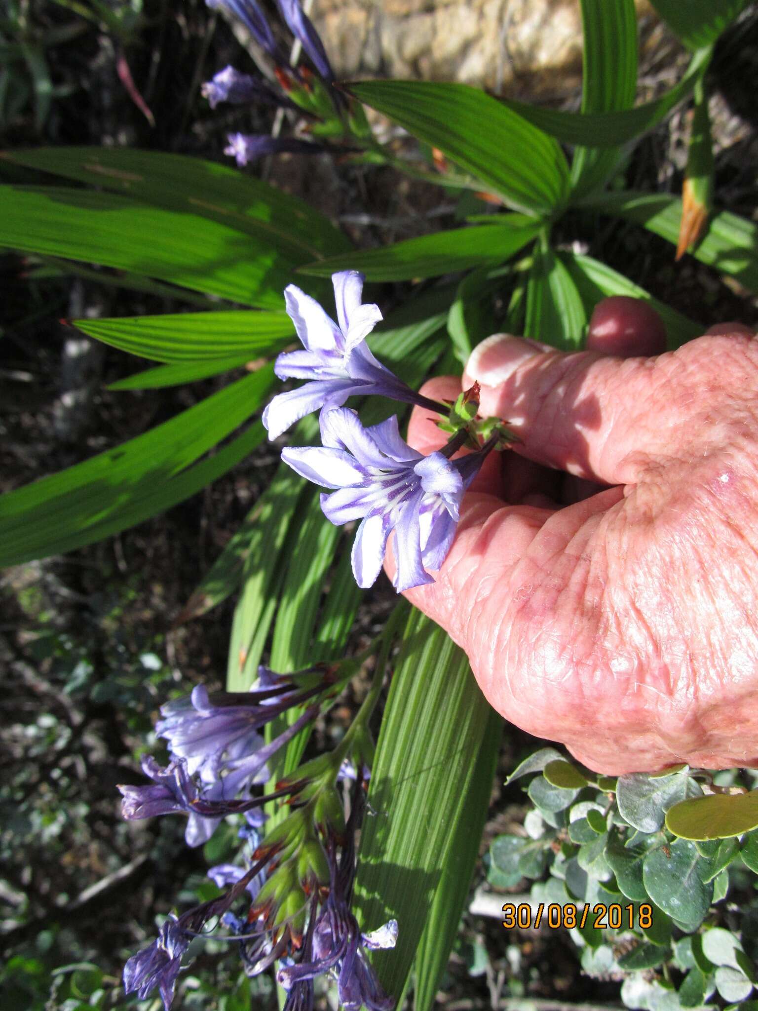 Image of Babiana fragrans (Jacq.) Steud.