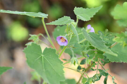 Image of gaymallow