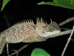 Image of Acanthosaura cardamomensis Wood, Grismer, Grismer, Neang, Chav & Holden 2010